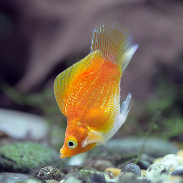 Balloon Molly (MediumLarge)