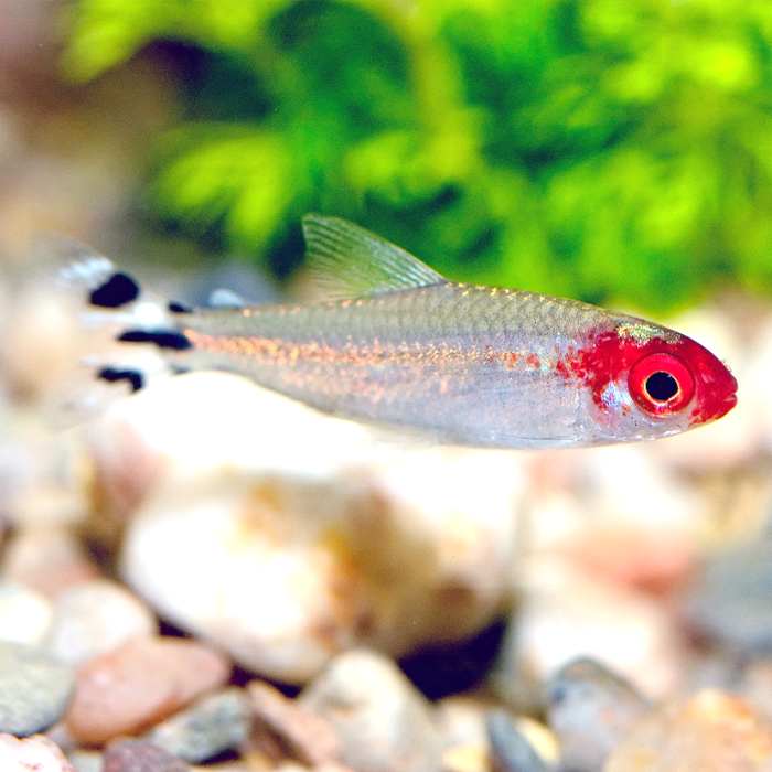 Rummynose Tetra (ExtraLarge)
