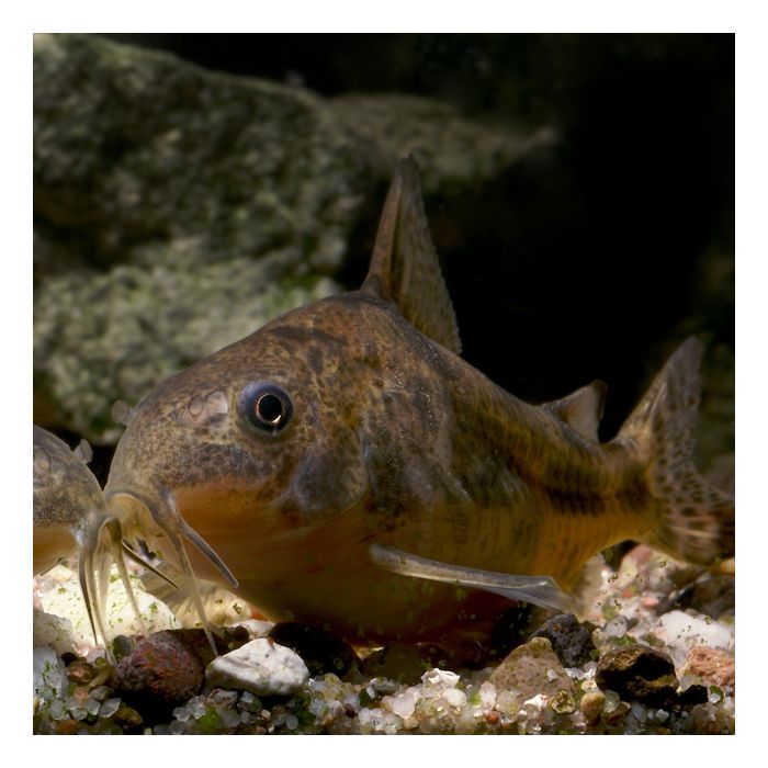 Spotted Talking Dora (MediumLarge)