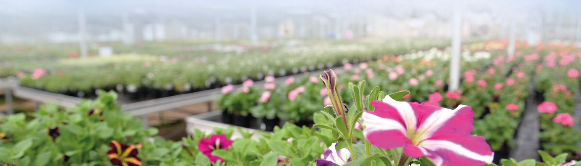 Highway Plant Nursery