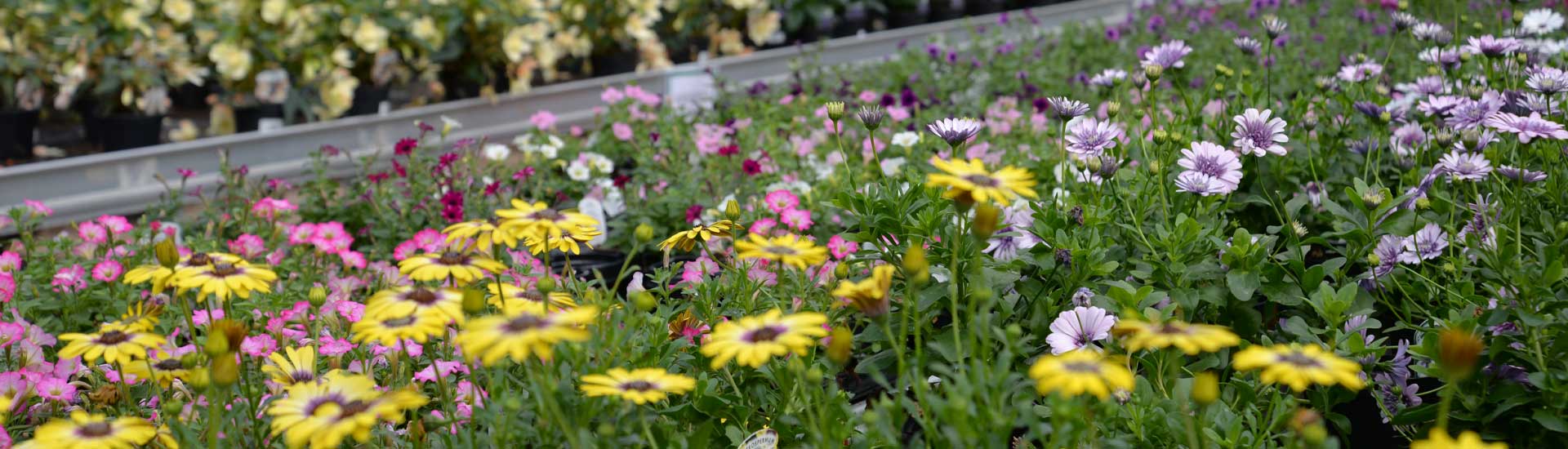Highway Plant Nursery