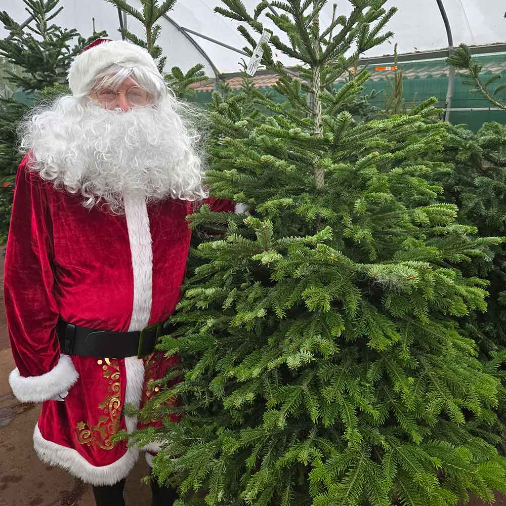 Locally Grown Christmas Trees